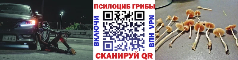 darknet состав Новокубанск Псилоцибиновые грибы мицелий