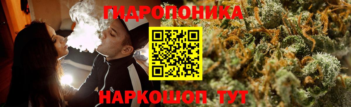 Каннабис сатива Новокубанск